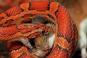 Pantherophis: Corn Snake - Eating a mouse - Captive