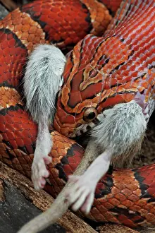 Pantherophis: Corn Snake - Eating mouse - Captive
