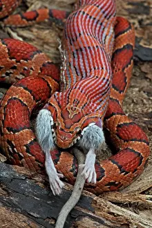 Pantherophis: Corn Snake - Eating mouse - Captive
