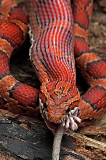 Pantherophis: Corn Snake - Eating Mouse - Captive