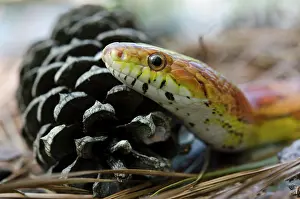 Guttata: Corn Snake (Elaphe guttata), Captive. The