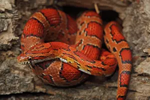 Guttata: Corn Snake (Elaphe guttata guttata) - Captive -