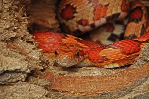 Guttata: Corn Snake (Elaphe guttata guttata) - Captive -
