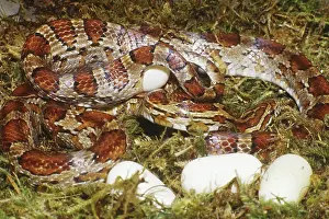 Guttata: Corn Snake (Elaphe guttata) laying eggs