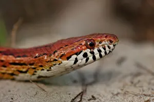 Guttata: Corn Snake (Elaphe guttata), or red rat