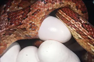 Cycles: CORN SNAKE - LAYING EGGS