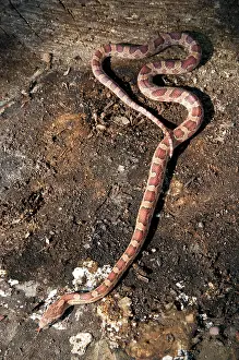 Pantherophis: Corn Snake on loose bedrock