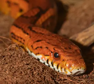 080119: Corn Snake, non-venomous snake from South Eastern