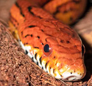 080119: Corn Snake, non-venomous snake from south eastern