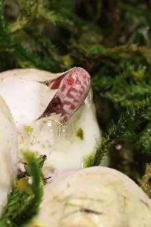 John Cancalosi: corn snake, Pantherophis guttatus, hatching, captive