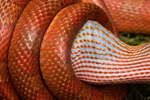 Pantherophis: Corn snake, Pantherophis guttatus, attempting