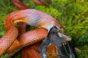 Pantherophis: Corn snake, Pantherophis guttatus, attempting