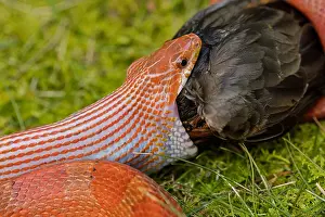 Pantherophis: Corn snake, Pantherophis guttatus, attempting