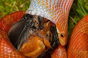 Pantherophis: Corn snake, Pantherophis guttatus, attempting