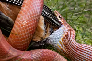 Pantherophis: Corn snake, Pantherophis guttatus, attempting