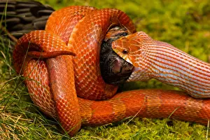 Pantherophis: Corn snake, Pantherophis guttatus, attempting
