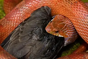 Pantherophis: Corn snake, Pantherophis guttatus, attempting