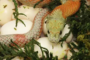 John Cancalosi: corn snake, Pantherophis guttatus, captive, mother