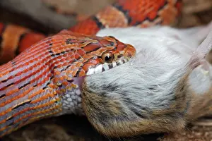 Pantherophis: Corn Snake (Pantherophis guttatus) - Eating a mouse