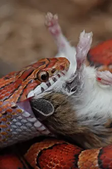 Pantherophis: Corn Snake (Pantherophis guttatus) - Eating mouse