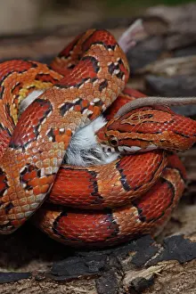 Pantherophis: Corn Snake (Pantherophis guttatus) - Eating mouse