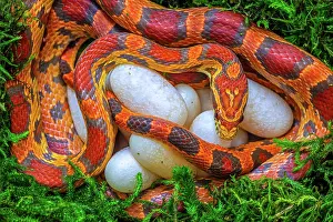 Pantherophis: corn snake (Pantherophis guttatus), female with
