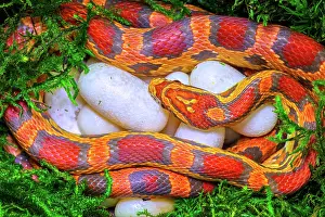 Pantherophis: corn snake (Pantherophis guttatus), female with