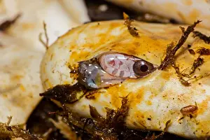 Pantherophis: Corn snake, Pantherophis guttatus, young hatching