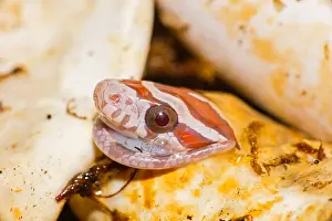 Pantherophis: Corn snake, Pantherophis guttatus, young hatching