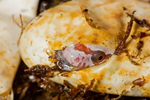 Pantherophis: Corn snake, Pantherophis guttatus, young hatching