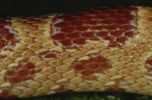 Guttata: Corn Snake Scales