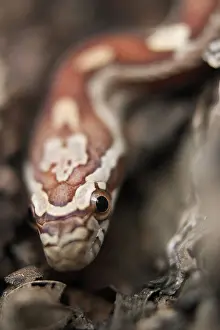 Pantherophis: Corn Snake/Texas Rat Snake Hybrid