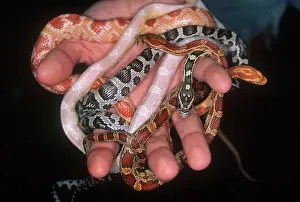 Morphs: Corn Snakes