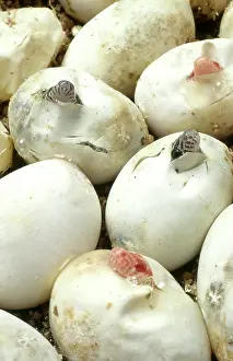 Guttata: Corn Snakes Hatching