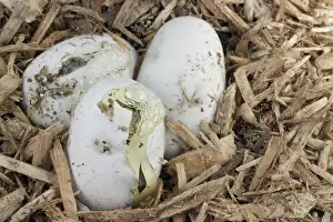 Guttata: Corn Snakes Hatching