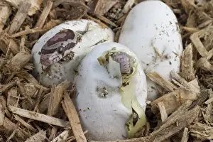 Guttata: Corn Snakes Hatching
