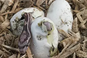 Guttata: Corn Snakes Hatching