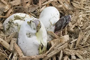 Guttata: Corn Snakes Hatching