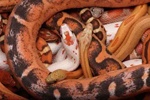 Pantherophis: Corn snakes, Pantherophis guttatus, various captive