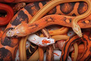 Pantherophis: Corn snakes, Pantherophis guttatus, various captive