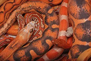 Pantherophis: Corn snakes, Pantherophis guttatus, various captive