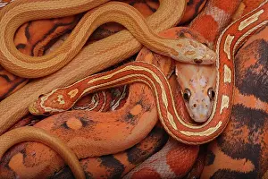Pantherophis: Corn snakes, Pantherophis guttatus, various captive