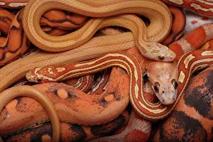 Pantherophis: Corn snakes, Pantherophis guttatus, various captive