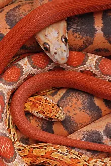 Pantherophis: Corn snakes, Pantherophis guttatus, various captive