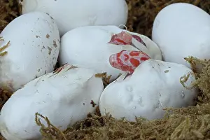 Pantherophis: Corn snakes, Pantherophis guttatus, captive, hatching