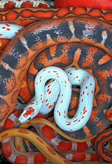 Pantherophis: Corn snakes, Pantherophis guttatus, various captive