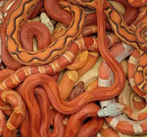 Pantherophis: Corn snakes, Pantherophis guttatus, various captive