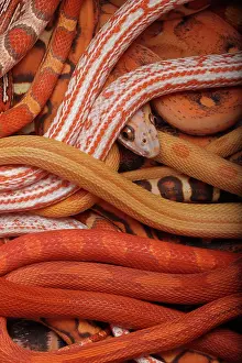 Pantherophis: Corn snakes, Pantherophis guttatus, various captive