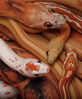 Pantherophis: Corn snakes, Pantherophis guttatus, various captive