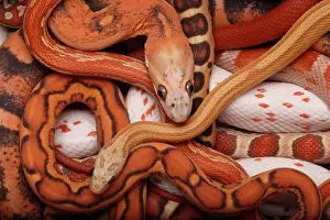 Pantherophis: Corn snakes, Pantherophis guttatus, various captive